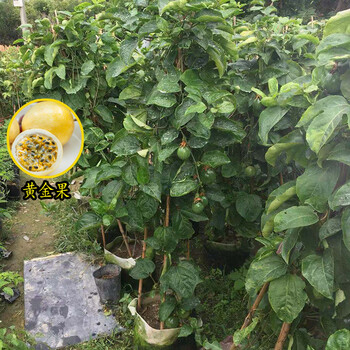 百香果苗爬藤盆栽鸡蛋果苗满天星黄金百香果树苗当年结果黄金果2米