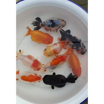 荣郁 兰寿鱼苗精品兰寿苗奶牛水墨红黑寿冷水鱼苗观赏金鱼活体包活好