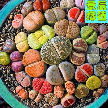 多肉石头花多肉植物生石花肉肉盆栽屁股花pp花颜色随机带基地土铺面石30棵装 尺寸0 6 0 8毫米 图片价格品牌报价 京东