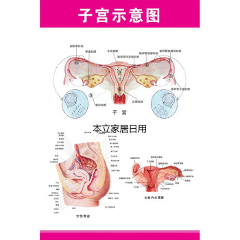 女性生殖器系统解剖图医院宣传画挂图子宫妇科海报宫颈疾病示意图子宫