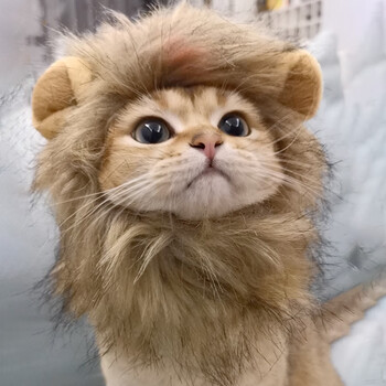 猫咪狮子头套兔子耳朵小型犬狗狗帽子宠物可爱搞怪配饰头饰变装扮 皮