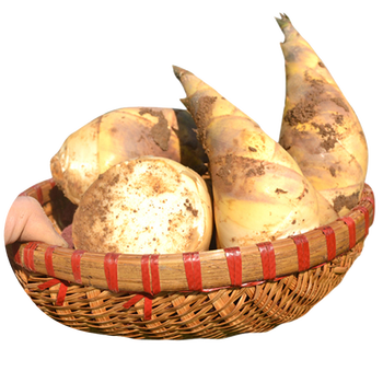 千朵云新鲜春笋马蹄笋 春笋 现挖浙江临安天目山野生