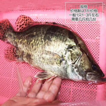 淡水湖桂鱼 鳜鱼鳌花鱼桂花鱼季花鱼新鲜下单现杀 1斤/条 一条装
