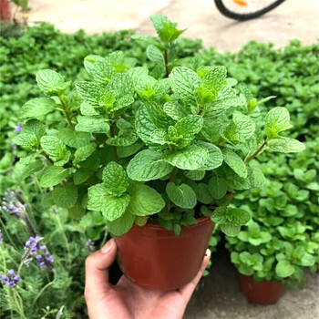静嘉薄荷盆栽新鲜可食用薄荷叶办公室内盆栽绿植薄荷草二盆