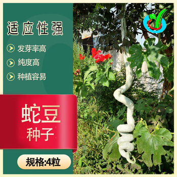 各种豆角种子农田菜园易种肉厚嫩脆清香长豇豆芸豆角蔬菜籽蛇豆约4粒
