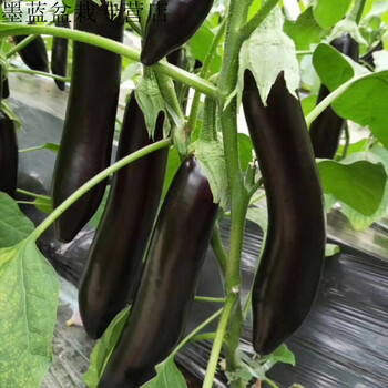 蔬菜苗阳台四季早熟眉豆豇豆角苗扁豆苗西葫芦苗黄瓜苗秧种盆栽 茄子