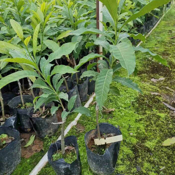 台湾名贵果树黄晶果苗黄金果树苗盆栽果树早结果雅美果亚美果 嫁接苗