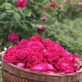 春光岛云南老品种滇红食用玫瑰鲜花朵现摘顺丰发货中1000g
