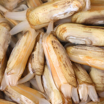 鲜活蛏子蛏王海蛏子新鲜海鲜天然无污染大蛏子竹节蛏笔杆蛏腾旺纳跃