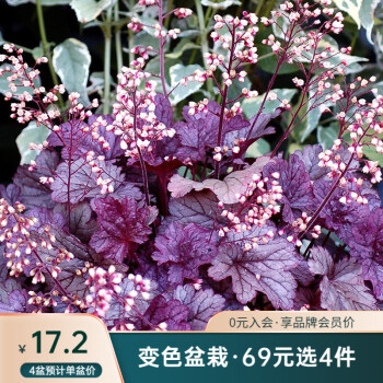 虹越 花园变色植物矾根盆栽苗花园庭院耐寒宿根草本植物花园庭院变色观赏植物上海1 图片价格品牌报价 京东