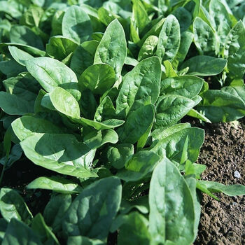 现摘红根菠菜矮杆菠菜农家自种小菠菜火锅蔬菜新鲜蔬菜批发5斤新鲜