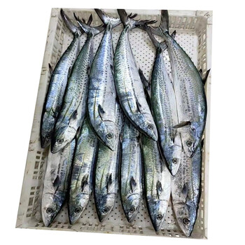 海鲜阁宁波象山港川乌洄游蓝点马鲛鱼鰆鰞川乌鱼海鲜水产顺丰速运3斤