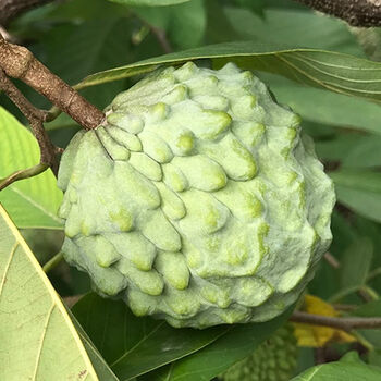 台湾凤梨释迦果新鲜番荔枝佛头果当季释迦摩尼水果批发整箱1-5斤 散装