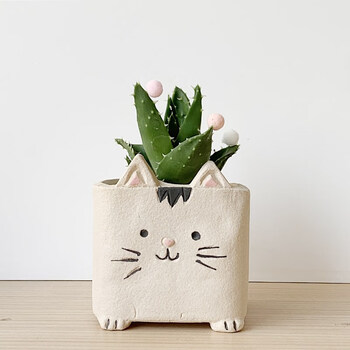 办公室内桌面绿植物幼儿园多肉小盆栽仙人球掌可爱花卉好养 小猫咪