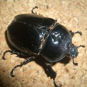 独角仙宠物甲虫幼虫活物爬虫巨型超大个体一公一母活体送新手套餐