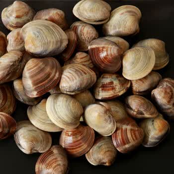 【超大蛤蜊】鲜活花蛤花甲无沙文蛤贝类水产美贝 2斤装