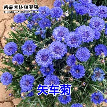 碧鼎室外速生花籽蜜源植物花卉种子矢车菊四季种易活花种子蓝芙蓉耐寒花草荔枝菊绿化草花庭院阳台盆栽易种矢车菊种子混色