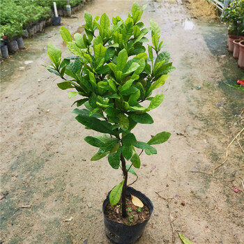 神秘果苗果树四季南方带花带果神奇果树变味果南方当年结果盆栽苗神秘