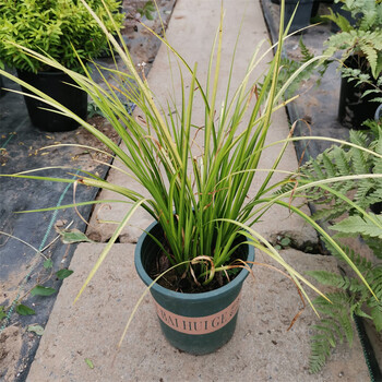 金叶石菖蒲银叶麦冬金边苔草银叶苔草观叶多年水生花境植物喜湿 金叶