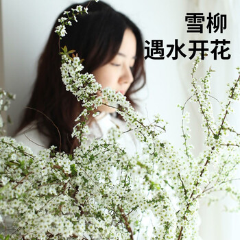 香昔庄园雪柳鲜枝水培养植物室内好养易活懒人花卉鲜花干枝雪柳70 80厘米10支 爆瓶 图片价格品牌报价 京东
