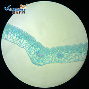 叶片横切面显微镜图图片