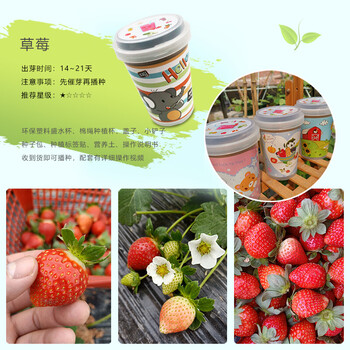 盆栽种植区植物观察体验种子蔬菜绿植种花卉草莓含盆种植套餐20粒种子