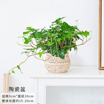 常春藤盆栽植物挂墙阳台室内水培爬藤植物吊兰长春藤常青藤 小常春藤