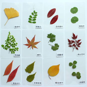 树叶植物标本卡片塑封真树叶贴画幼儿园认识叶子干花学生书签0 26种过