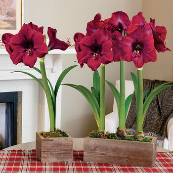 圣茵朱顶红种球 大天后 开花球(26/28cm)