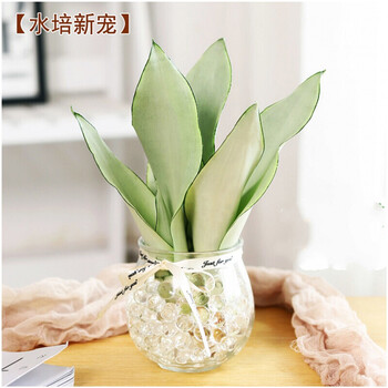 白玉兰水培植物盆栽虎皮兰室内绿植花卉客厅办公室花一盆白玉兰含盆送