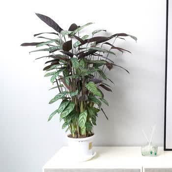 梦ins风网红青苹果竹芋盆栽苗净化空气办公室室内耐阴观叶常绿植物 新