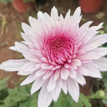 带花苞花卉盆栽乒乓菊室内花卉绿植四季开花菊花耐寒植物 荷塘月色