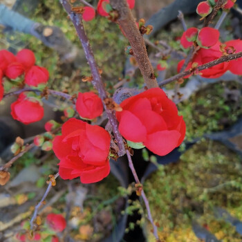 多花海棠花樹苗庭院別墅美化南北方道路盆栽地栽垂絲北美紅寶石海棠花