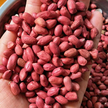 拓普卡东北红皮花生米5斤批发红衣四粒红花生米特级一等品小红花生250