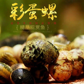 国产黑金刚螺斑马螺鲍鱼螺洋葱螺清理粪便蜜蜂角螺杀手螺除藻螺 彩蛋