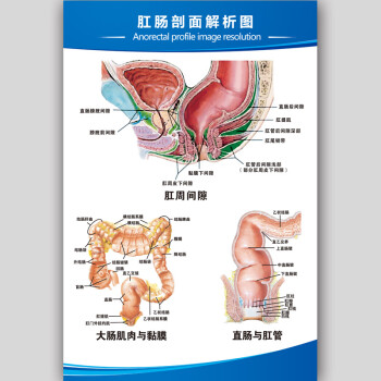 思裕人體解剖圖結構示意圖內臟器官喉部解剖圖醫院耳鼻喉解剖圖掛圖rt