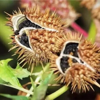 醉佛花殼 醉心花 狗核桃 洋金花 楓茄花萬桃花鬧羊花天茄子殼 山茄 