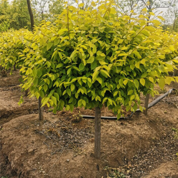 帥軒榆樹苗行道樹中華金葉榆南北方庭院耐寒植物榆錢樹綠化苗木榆樹苗