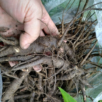 伟博土人参广西土高丽参枦兰红参锥花飞来参新鲜根部 3斤新鲜根