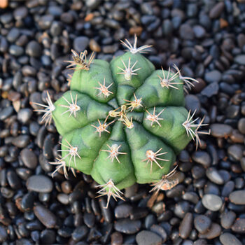 虞溪村彩色仙人球套餐盆栽室内多肉植物稀有开花星兜鸾凤玉弹簧草西瓜红实生翠晃冠3 4cm 不含盆 图片价格品牌报价 京东