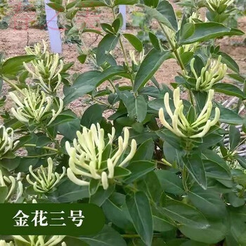 东皓金银花苗盆栽地栽泡茶药用爬藤庭院四季开花长青金银花苗耐寒金花