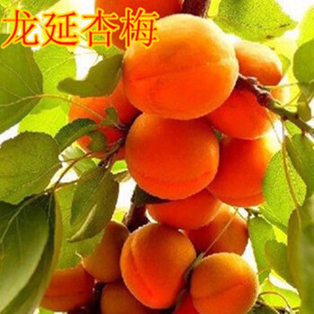 新疆小白杏树苗嫁接杏子苗南北方种植杏树苗带土李广杏树苗龙延杏梅4