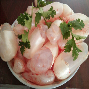 源外园新鲜鱼泡草鱼鲢子鱼杂鱼宝鱼泡鱼漂鱼鳔鱼肚