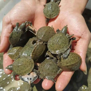 荣郁 外塘黄色甲鱼苗小甲鱼苗100只王八苗鳖生态养殖 2只苗夫妻档