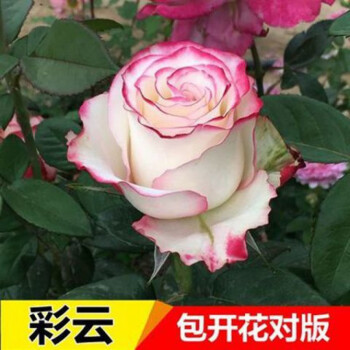 彩雲【四季開花】 精選玫瑰開花爆滿【拍一發三棵】