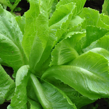 云南高原新鲜蔬菜意大利生菜农家自产绿色奶油生菜沙拉菜7斤精选一级