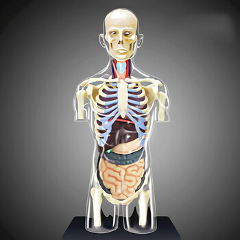 透明半身人体解刨模型内脏器官模型医学教学人体模型 男性半身透明