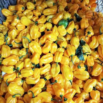 特辣新鲜海南黄灯笼辣椒黄辣椒魔鬼辣变态辣变态辣 1斤