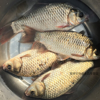 淡水鱼鲫鱼小鲫鱼新鲜鲜活冷冻淡水鱼活鱼现杀土鲫鱼 现杀2斤装(4-6条