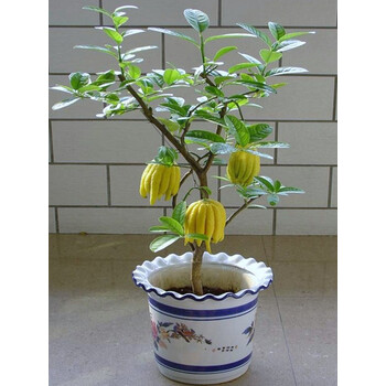 金华佛手盆栽树苗带果带花佛手柑盆栽金佛手四季常青盆景植物果树语墨